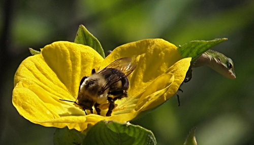[A huge black and yellow bee, which is slightly smaller than the prior all-black one, covers the center of the bright yellow flower. This bee has transparent wings except for the veins on the wings which are dark. The green anole's head and neck stick out from behind the leaf of the flower. ]